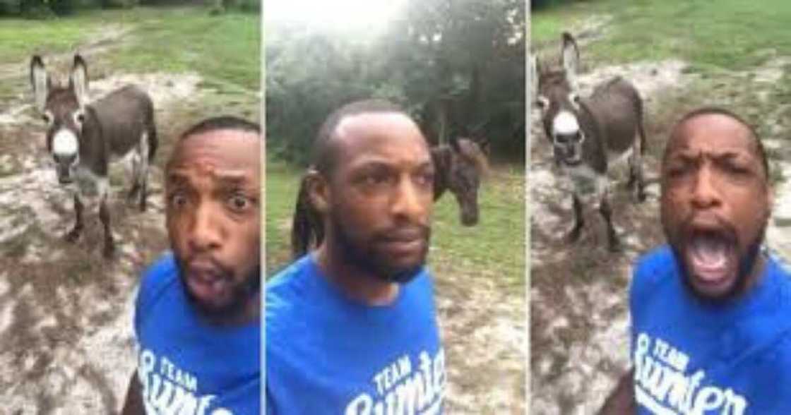 Man sings Lion King opening song with donkey, video goes viral