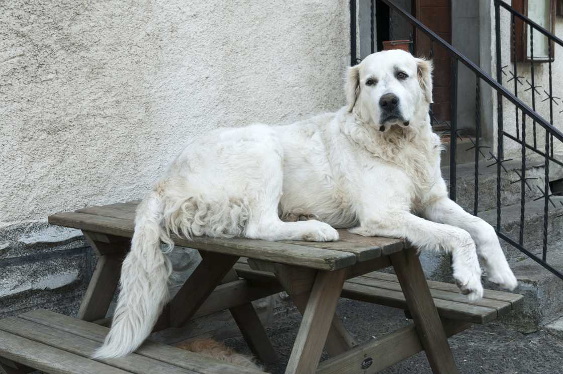 Grand Pyrenees dog Grand Pyrenees dog
