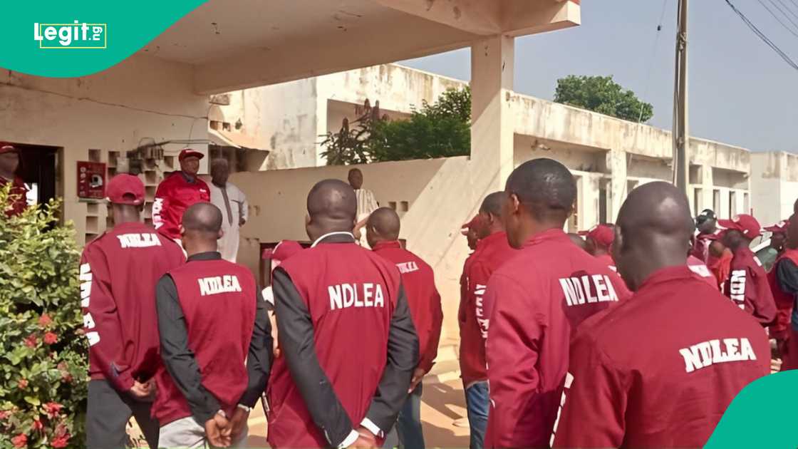 20 aspirants test positive for codeine, cann'abis in NDLEA tests