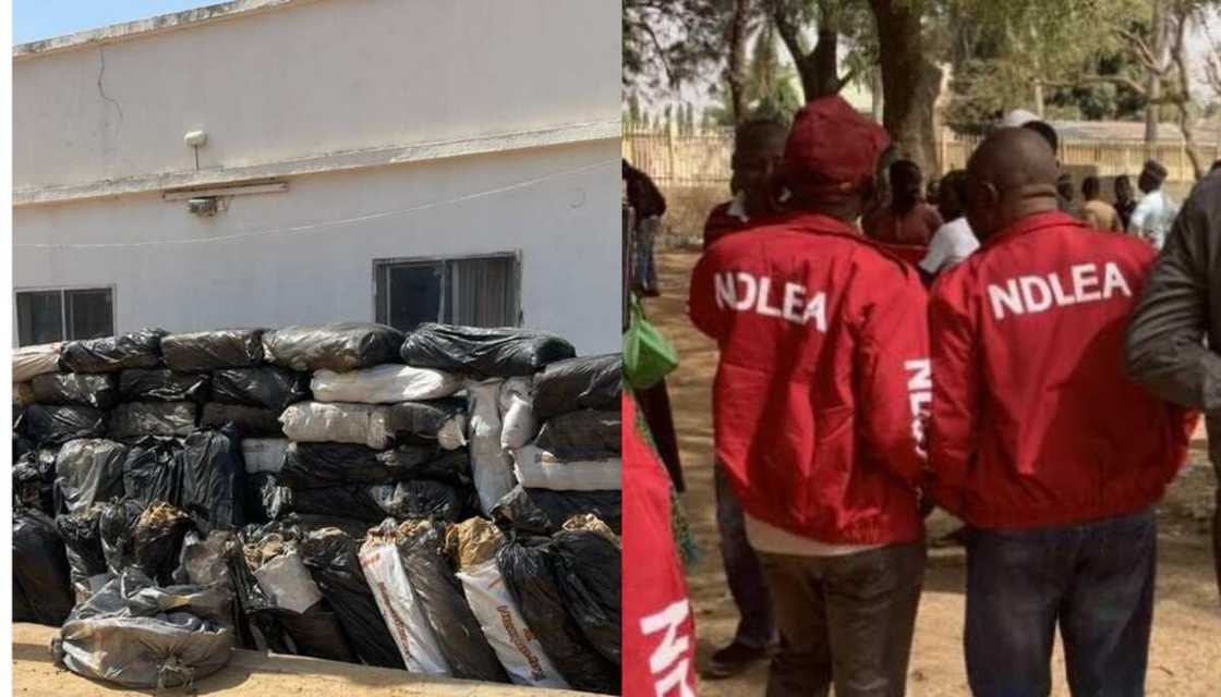 NDLEA ta kama buhunan tabar wiwi 116 a Kano NDLEA ta kama buhunan tabar wiwi 116 a Kano