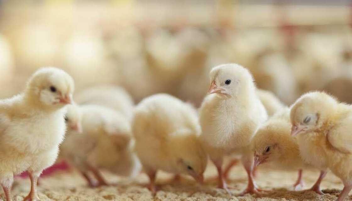 Poultry chicken Poultry chicken