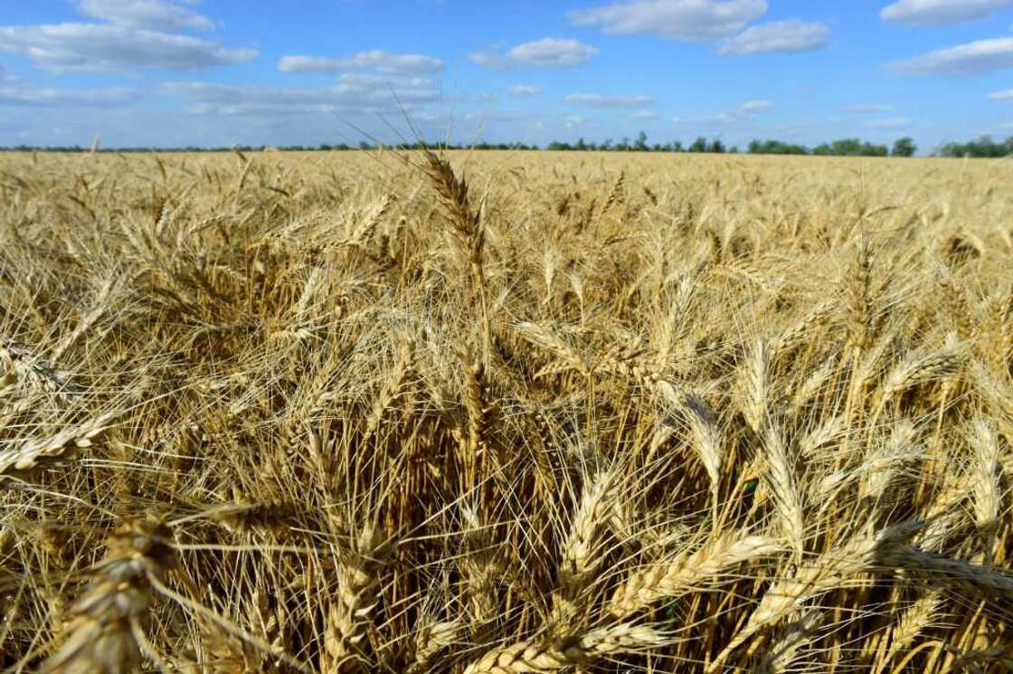 Though spared from armed clashes, the farm's crops have suffered from low rainfall Though spared from armed clashes, the farm's crops have suffered from low rainfall