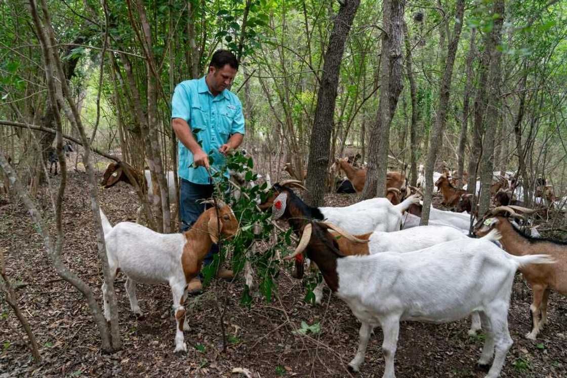 Kyle Carr, co-owner of Rent-a-Ruminant's Texas franchise, interacts with his herd of goats at the Brackenridge Park Conservancy in San Antonio, Texas, on June 22, 2023 Kyle Carr, co-owner of Rent-a-Ruminant's Texas franchise, interacts with his herd of goats at the Brackenridge Park Conservancy in San Antonio, Texas, on June 22, 2023