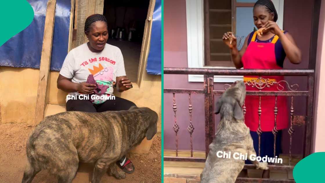 Nigerian lady speaks to her dog to secure her house Nigerian lady speaks to her dog to secure her house