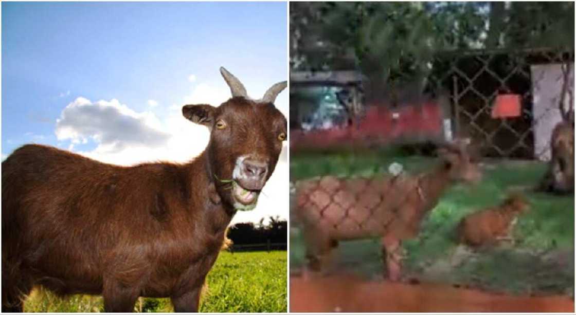 Fat goats seen in a Nigerian zoo. Fat goats seen in a Nigerian zoo.