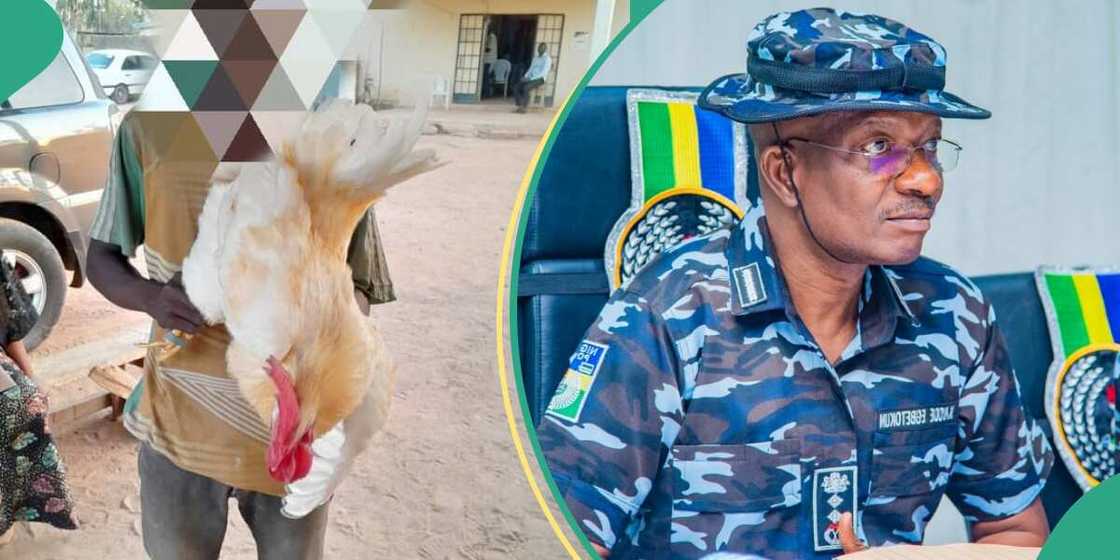 Adamawa teenager caught having making love with fowl Adamawa teenager caught having making love with fowl