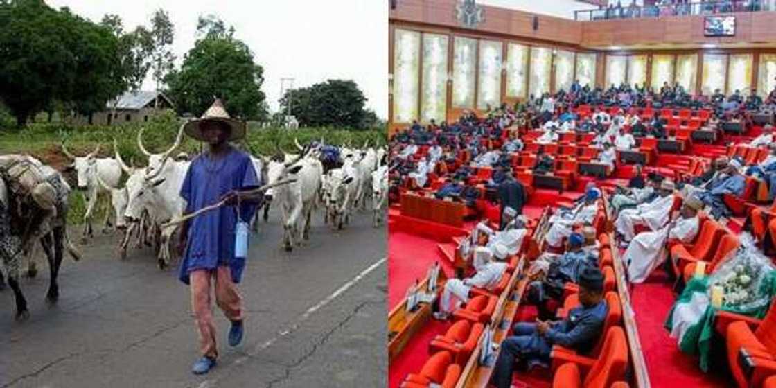 Flush them out: Senate kicks against criminal herdsmen, tells Buhari to issue executive order Flush them out: Senate kicks against criminal herdsmen, tells Buhari to issue executive order