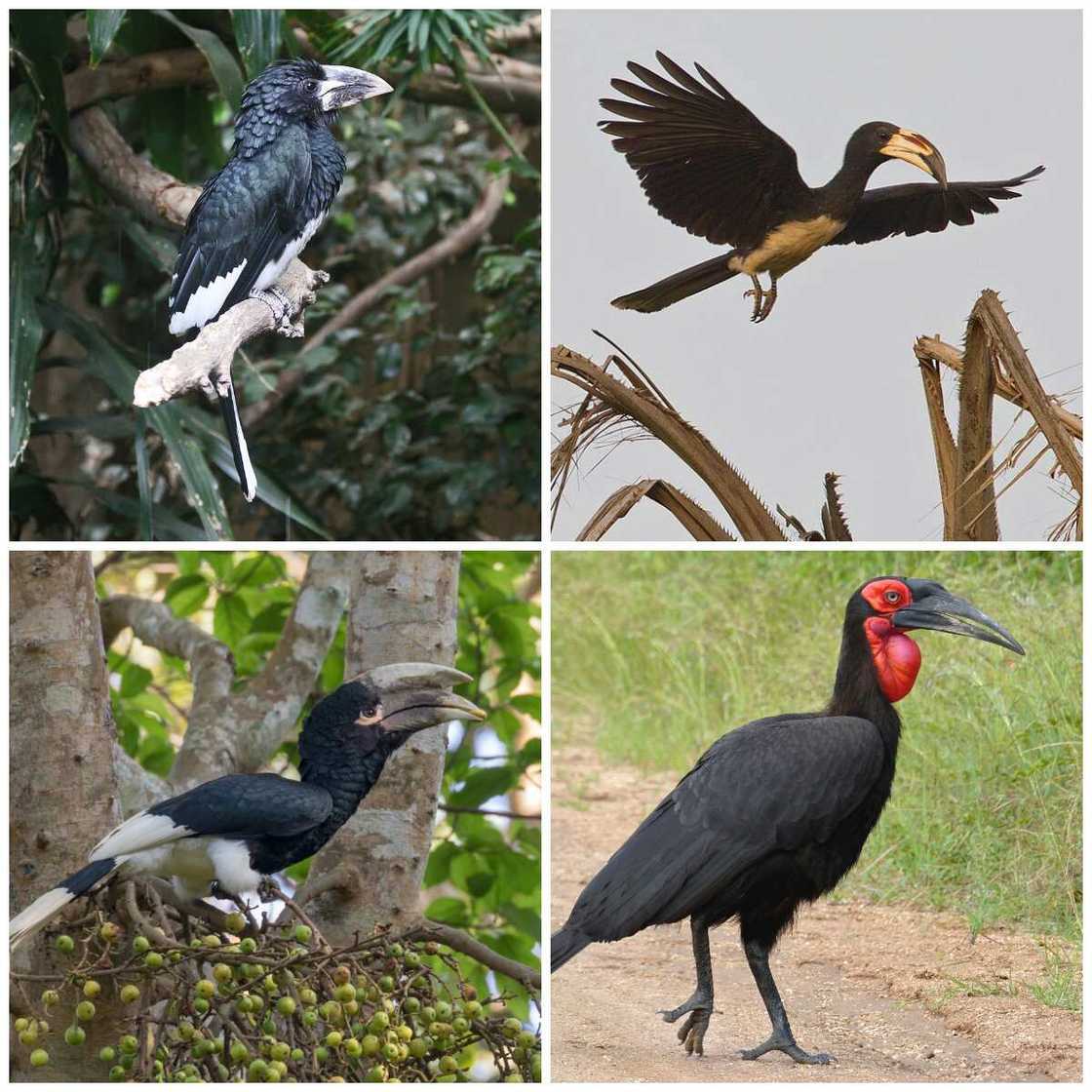 Bucerotiformes type Bucerotiformes type