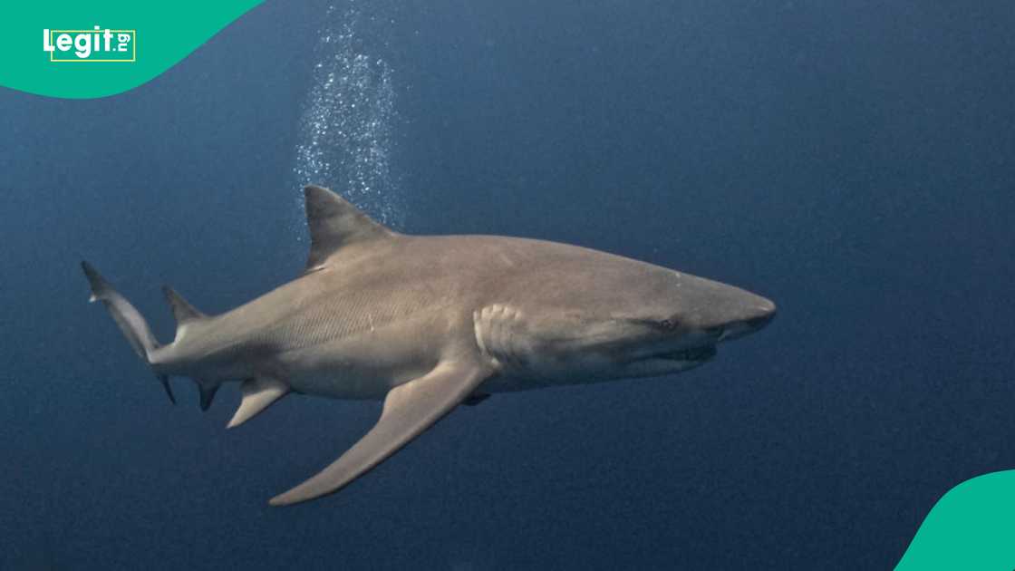 Scientist Releases Recorded Sound of Sharks for the First Time, Snaps and Clicks of Teeth Heard Scientist Releases Recorded Sound of Sharks for the First Time, Snaps and Clicks of Teeth Heard