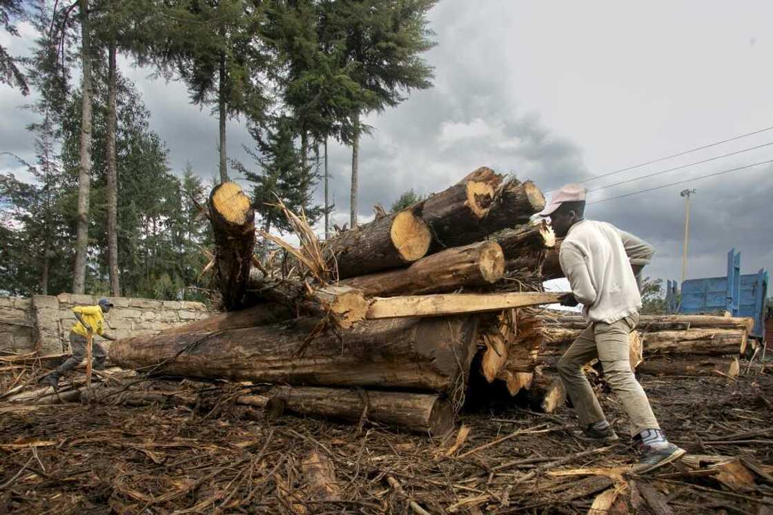 The government defended lifting the ban, insisting that only mature trees in state-run plantations would be felled The government defended lifting the ban, insisting that only mature trees in state-run plantations would be felled