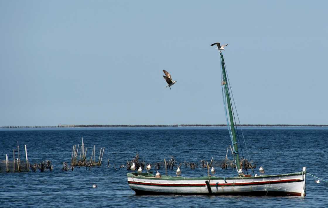 A fishing boat moored along the coast of Tunisia's Kerkennah Islands -- pollution and overfishing have compounded the strain from warming waters on sea life A fishing boat moored along the coast of Tunisia's Kerkennah Islands -- pollution and overfishing have compounded the strain from warming waters on sea life