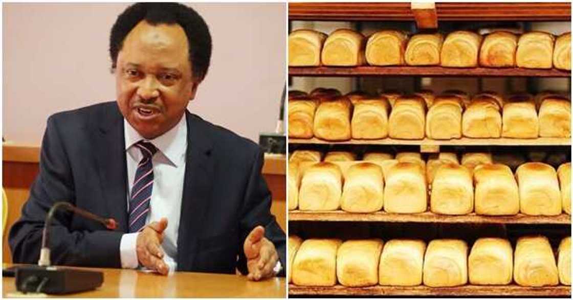 Burodi ya shiga jerin abincin manya irinsu Shinkafa da Albasa, Shehu Sani Burodi ya shiga jerin abincin manya irinsu Shinkafa da Albasa, Shehu Sani
