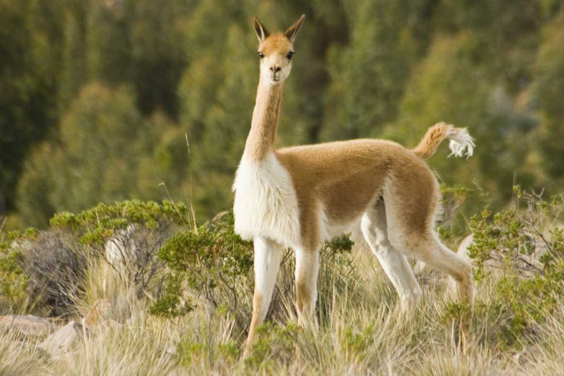 Vicuna on Andes Mountain