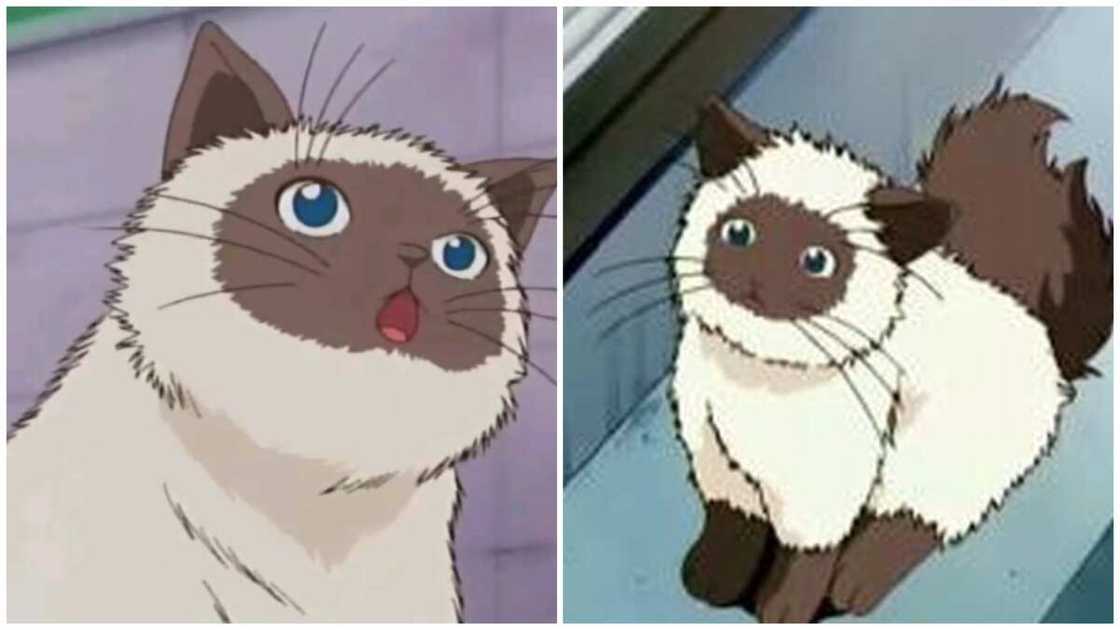 cat anime characters