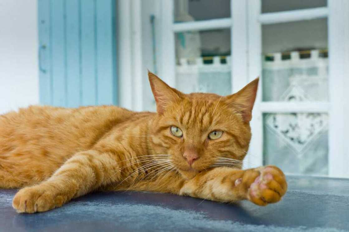 Chat Roux Chat Roux