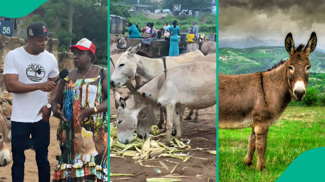 Woman says she has been selling donkeys for almost 37 years. Woman says she has been selling donkeys for almost 37 years.