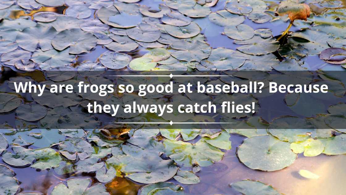 Funny frog puns Funny frog puns