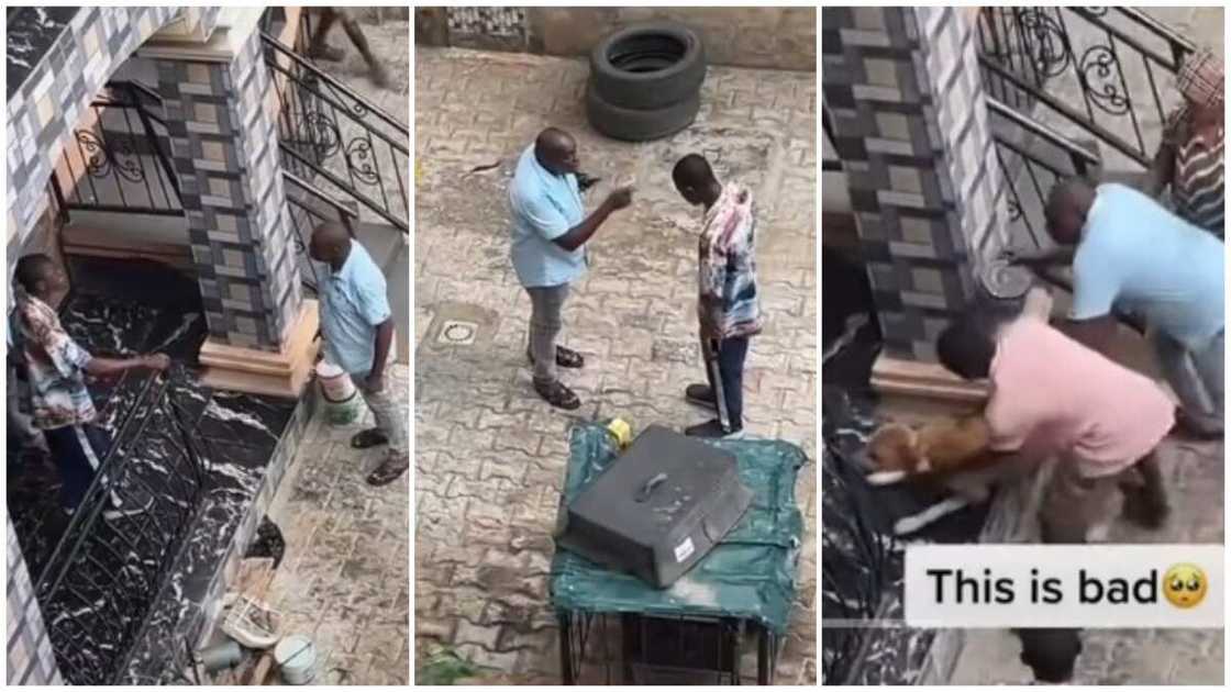 Landlord releases dog on boy Landlord releases dog on boy