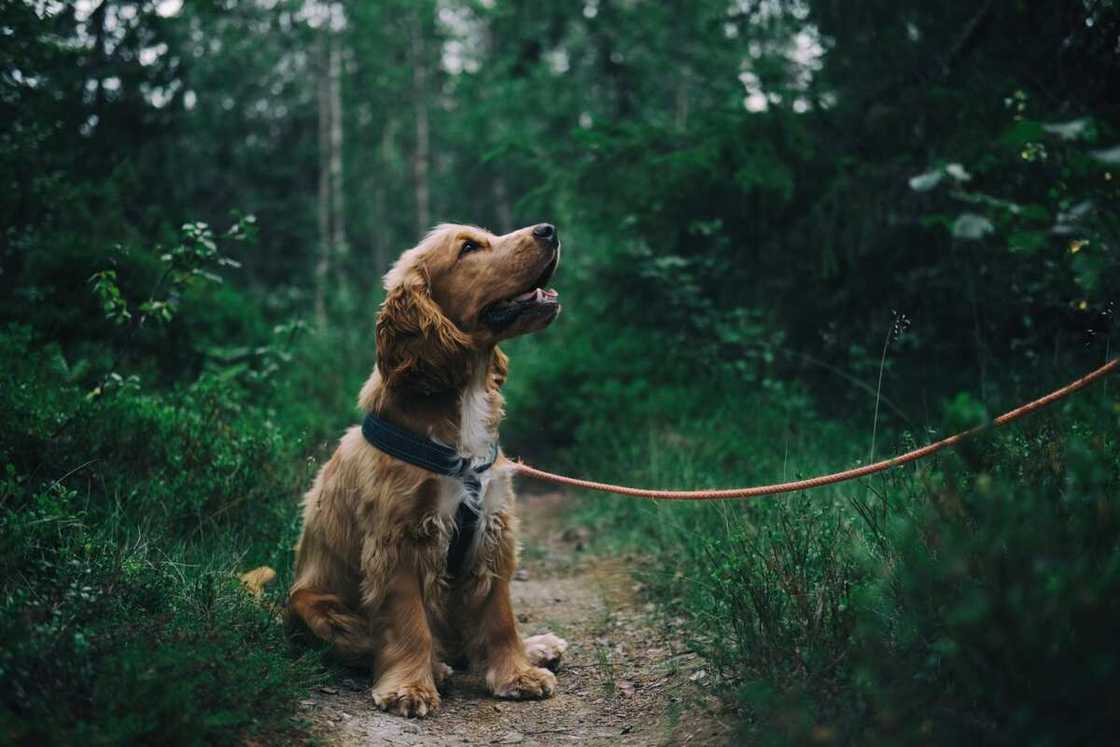 what kind of dog are you quiz what kind of dog are you quiz