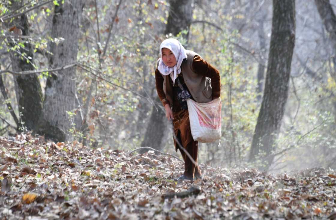 Locals have gathered walnuts here for generations Locals have gathered walnuts here for generations