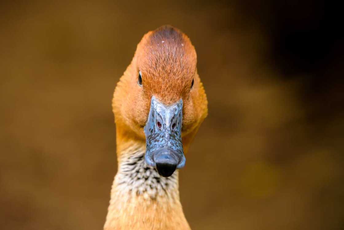 A brown duck