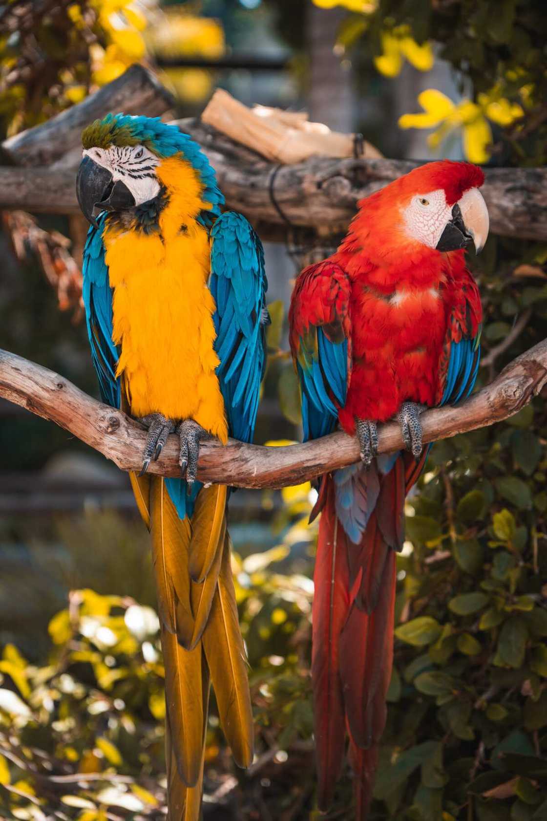 Most beautiful birds Most beautiful birds