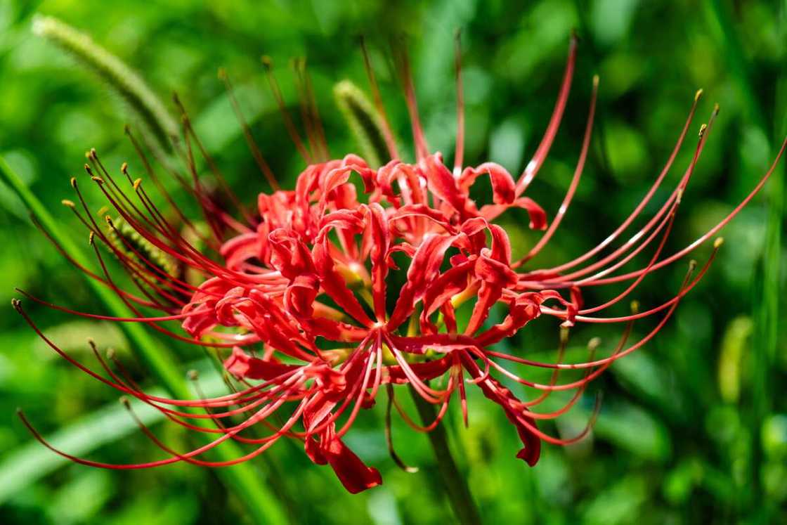 A red spider lily flower head and a green background A red spider lily flower head and a green background