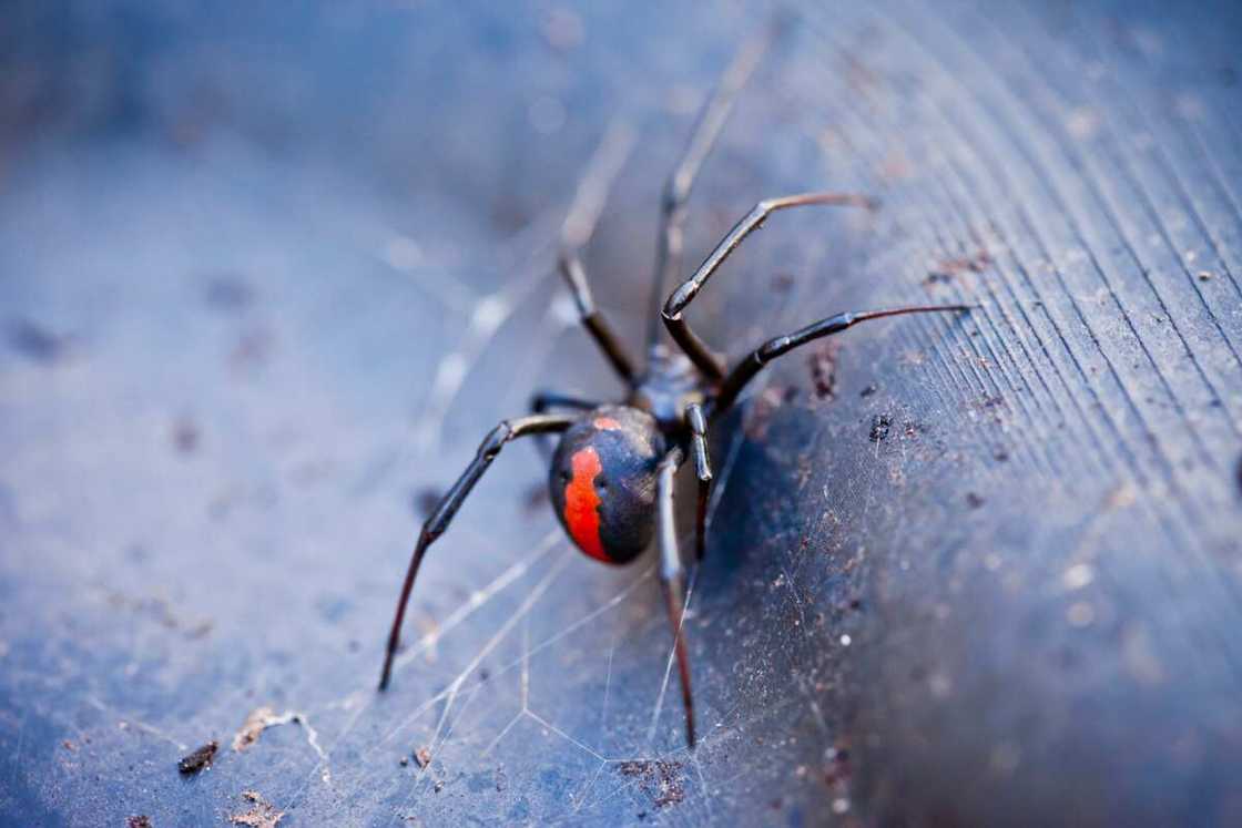 Redback spider