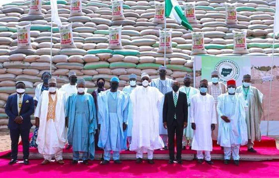 Rice Pyramid, CBN, Nigerian Govt Rice Pyramid, CBN, Nigerian Govt