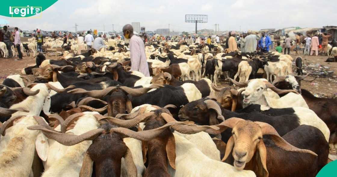 Lagos erupts as thousands storm LOTUS Bank Eid Souq for subsidised ram deals Lagos erupts as thousands storm LOTUS Bank Eid Souq for subsidised ram deals