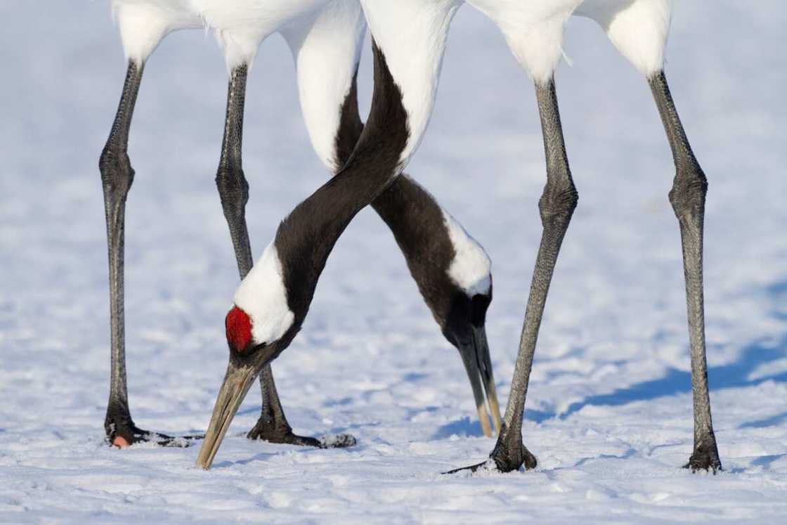 Red-crowned crane