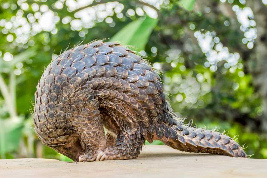 Uncommon animals Uncommon animals