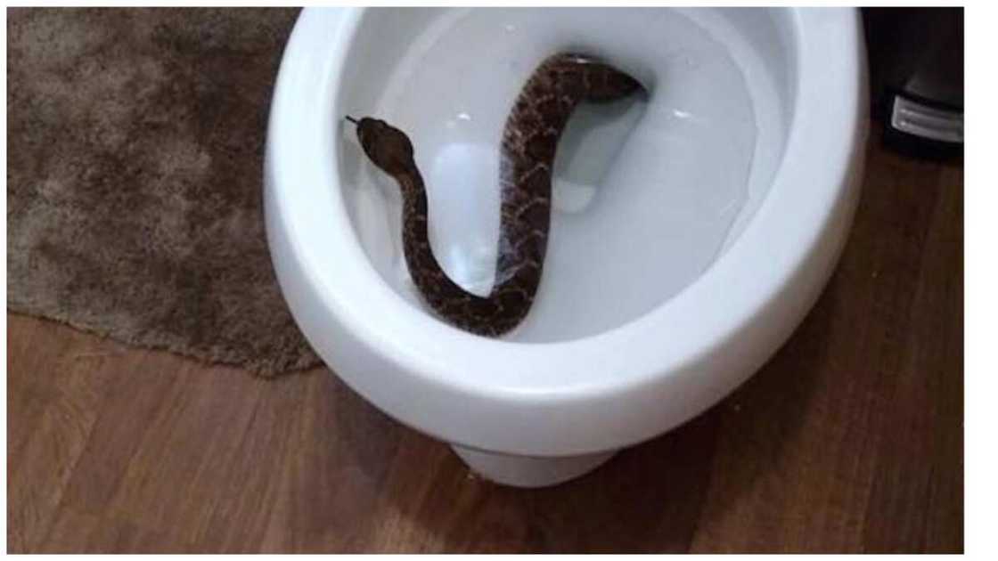 Snakebite: 7 Interesting ways to stay safe Snakebite: 7 Interesting ways to stay safe