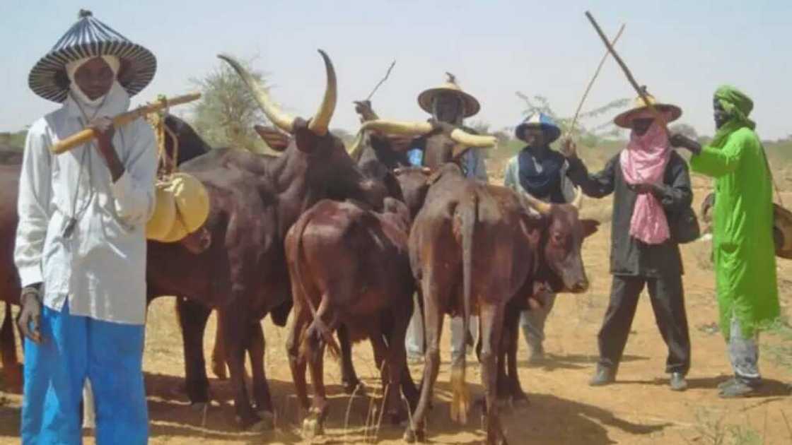 Miyetti Allah za ta tura Fulani makiyaya Amurka domin a horar dasu kiwon zamani Miyetti Allah za ta tura Fulani makiyaya Amurka domin a horar dasu kiwon zamani