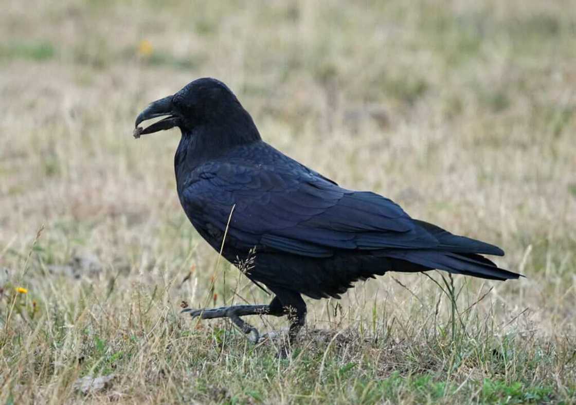most intelligent bird species most intelligent bird species