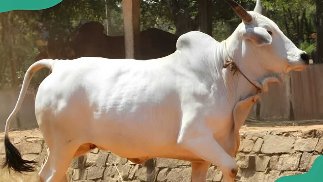 Adamawa Gudali