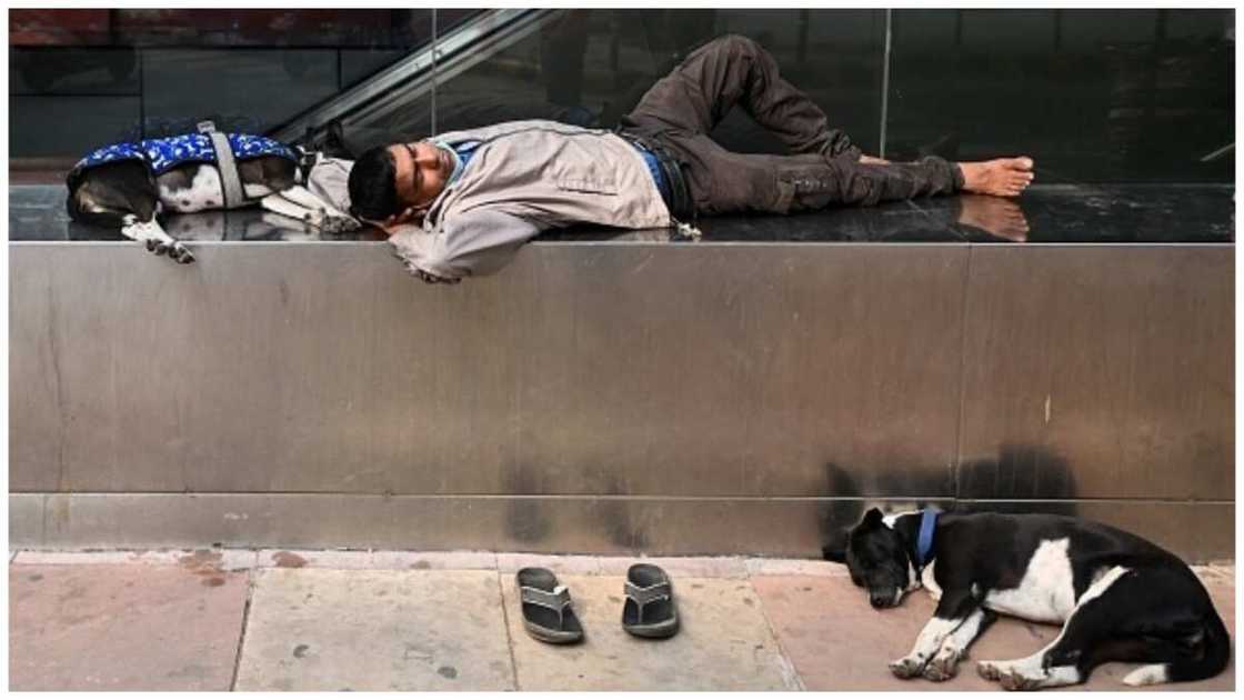 Dog sleeping with human video, Nigeria law, The Nigeria Police Force, bestiality Dog sleeping with human video, Nigeria law, The Nigeria Police Force, bestiality