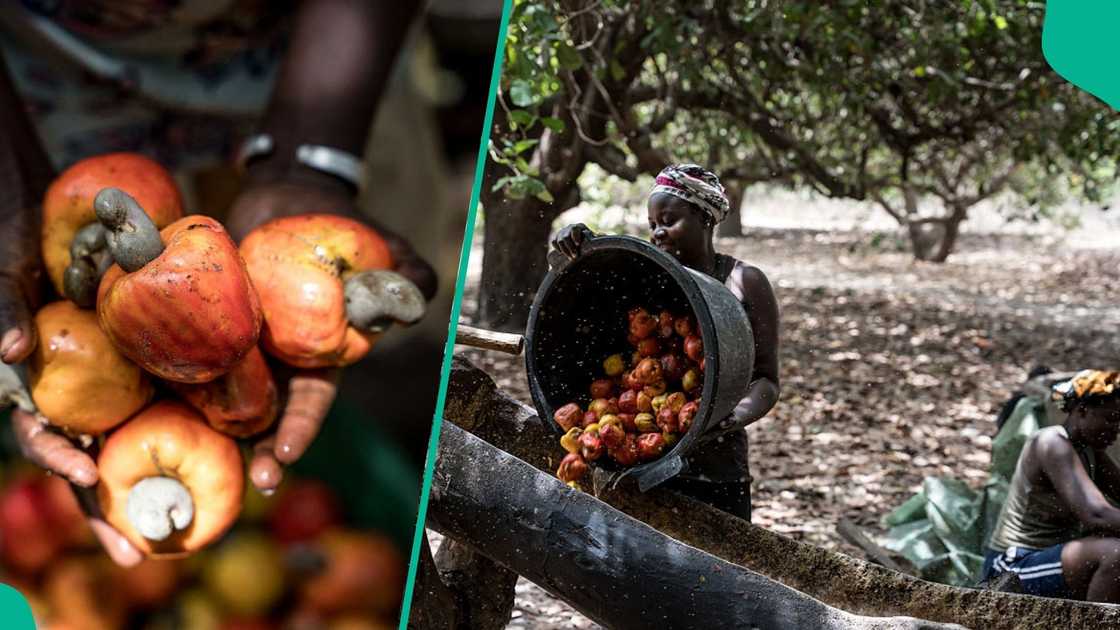 NCAN Mentions Amount Nigeria Can Earn Yearly From Cashew Industry