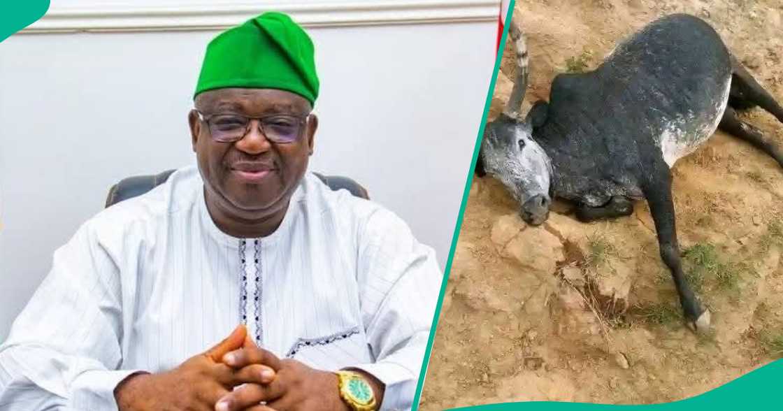 Shanu sun mutu bayan cin guba a Plateau Shanu sun mutu bayan cin guba a Plateau