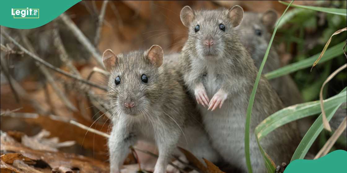 Health authorities placed hantavirus under renewed global surveillance. Health authorities placed hantavirus under renewed global surveillance.