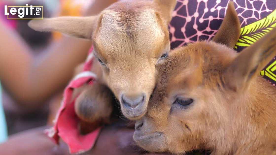 Ana ga wata, ga wata: An yi bukin radin sunan awakai biyu, Afnan da Hanifa Ana ga wata, ga wata: An yi bukin radin sunan awakai biyu, Afnan da Hanifa