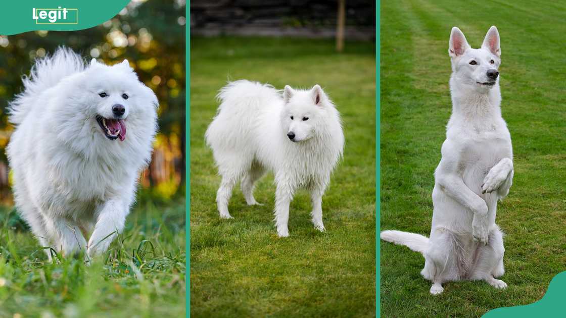 A Samoyed (L), Great Pyrenees (C) and White Swiss Shepherd dog breeds (R) A Samoyed (L), Great Pyrenees (C) and White Swiss Shepherd dog breeds (R)