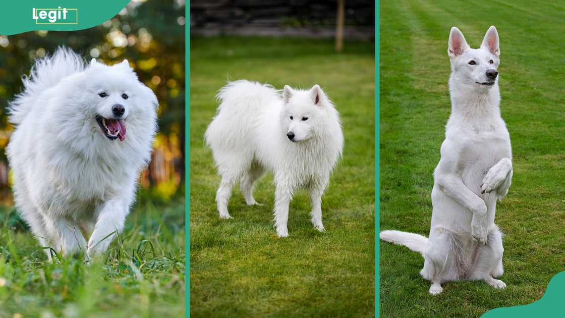 A Samoyed (L), Great Pyrenees (C) and White Swiss Shepherd dog breeds (R)