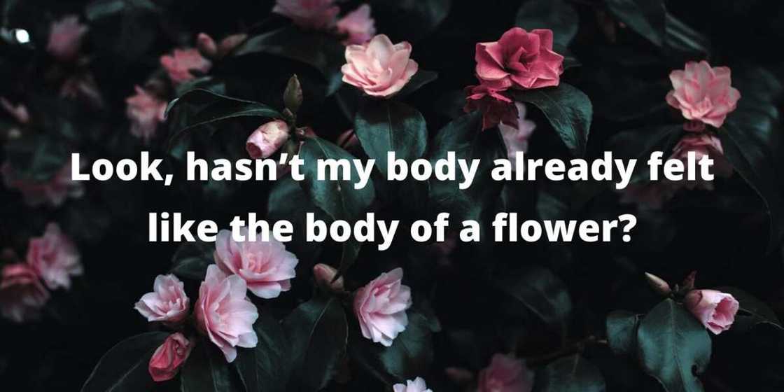 Quotes Mary Oliver Quotes Mary Oliver