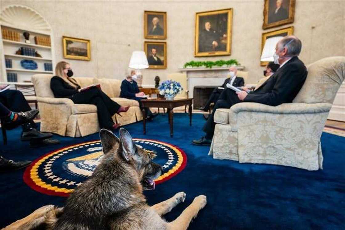 Joe Biden's dogs sent out of White House after biting security personnel