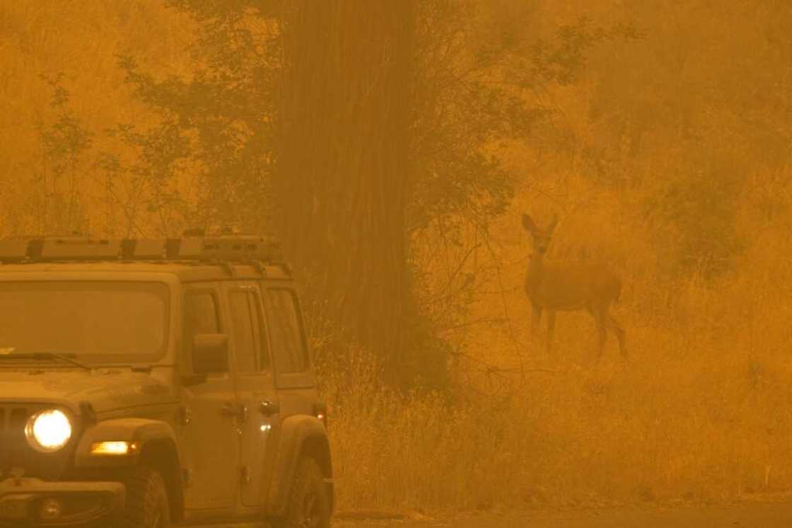 A deer caught in smoke in the community of Klamath River A deer caught in smoke in the community of Klamath River