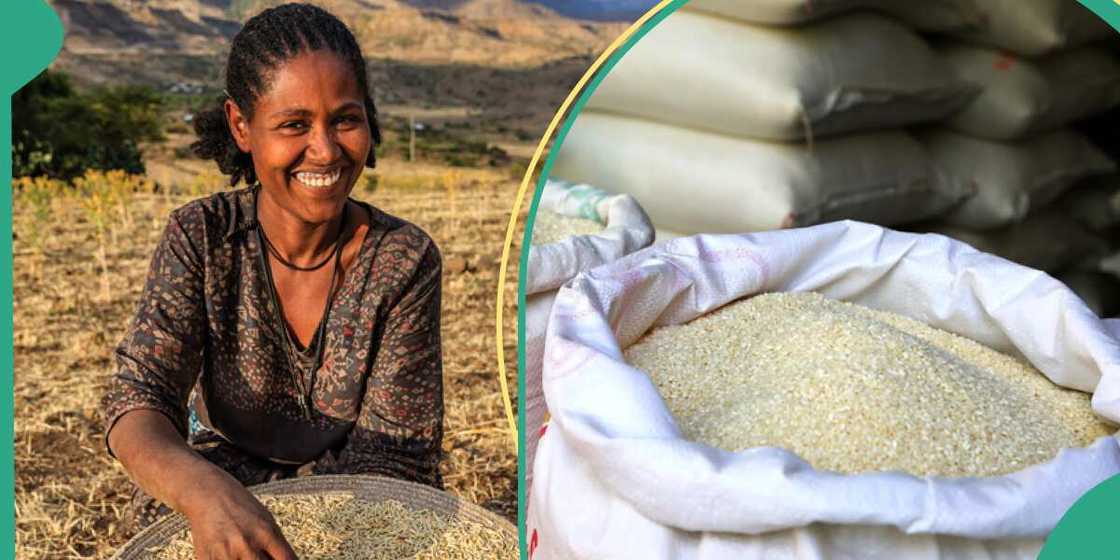 Rice becomes new Gold as a bag hits N55,000