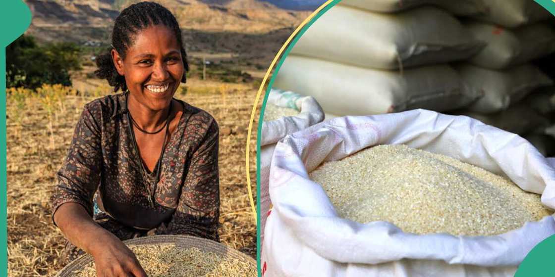 Rice becomes new Gold as a bag hits N55,000 Rice becomes new Gold as a bag hits N55,000