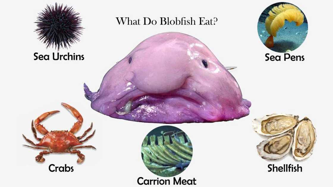 blobfish blobfish