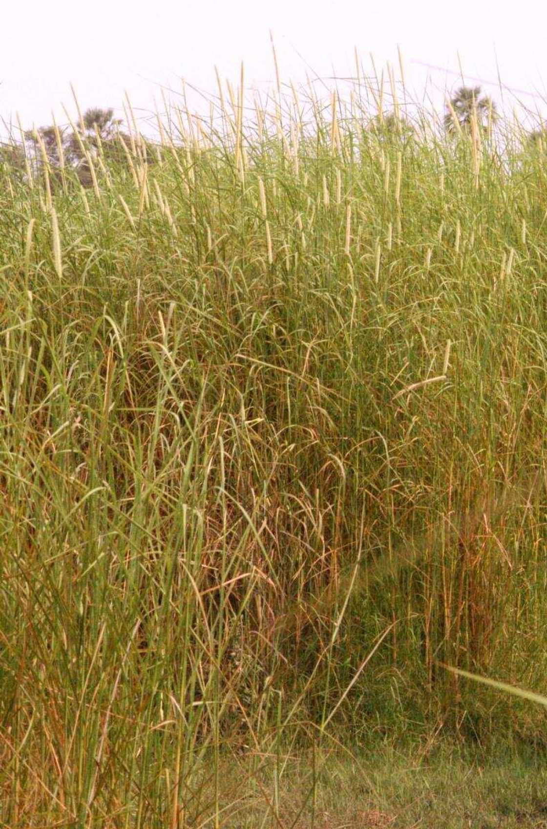 Cenchrus macrourus Cenchrus macrourus